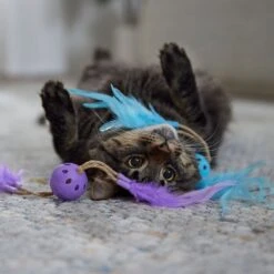 Frisco Feather & Play Plastic Balls Cat Toy, 2 Count -Pet Supplies Discount Store 525998 PT3. AC SS1800 V1669148124