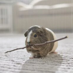 Frisco Apple Stick Bundle Small Pet Chew Toy -Pet Supplies Discount Store 536862 PT3. AC SS1800 V1668902495