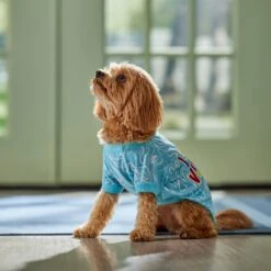 Frisco I Need Vitamin Sea Dog & Cat T-Shirt -Pet Supplies Discount Store 556062 PT5. AC SS1800 V1674829136