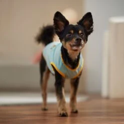 Frisco Just Another Day In Paradise Dog & Cat T-Shirt -Pet Supplies Discount Store 556406 PT5. AC SS1800 V1675099506