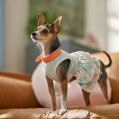 Frisco Tropical State Of Mind Dog & Cat Dress -Pet Supplies Discount Store 556742 PT5. AC SS1800 V1675101933