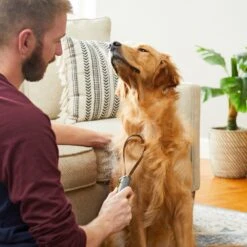 TropiClean Lime & Cocoa Butter Deshedding Dog Conditioner & Frisco Shedding Blade Dog Brush, One Size -Pet Supplies Discount Store 575070 PT8. AC SS1800 V1657660395