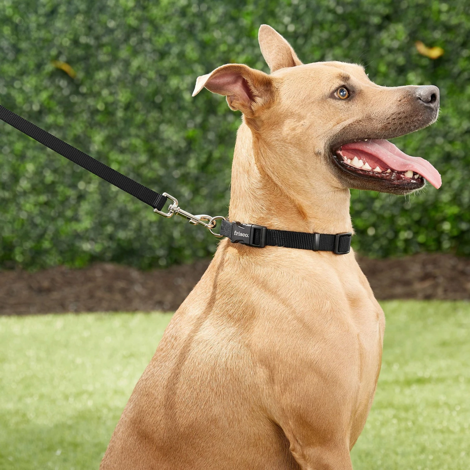 Frisco Solid Nylon Dog Leash + 4 Items 7 Frisco Solid Nylon Dog Leash + 4 Items - Image 5