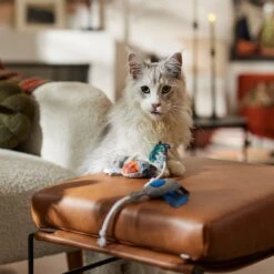 Frisco Halloween Cutie Bats Plush Cat Toy With Catnip 8 Frisco Halloween Cutie Bats Plush Cat Toy With Catnip -Pet Supplies Discount Store 667990 PT3. AC SS1800 V1689354957