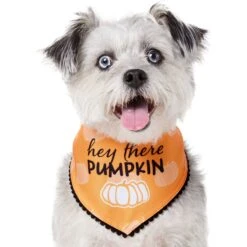 Frisco Hey There Pumpkin Dog & Cat Bandana -Pet Supplies Discount Store 706374 PT2. AC SS1800 V1690478413