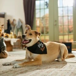 Frisco Trick Or Treat Dog & Cat Bandana -Pet Supplies Discount Store 706398 PT5. AC SS1800 V1689282516