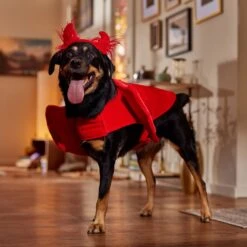 Frisco My Little Devil Dog & Cat Costume Accessory -Pet Supplies Discount Store 706622 PT7. AC SS1800 V1689342200