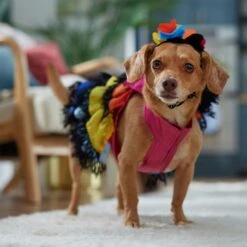Frisco Ruffle Party Dog & Cat Dress + Headpiece -Pet Supplies Discount Store 707350 PT7. AC SS1800 V1689341466