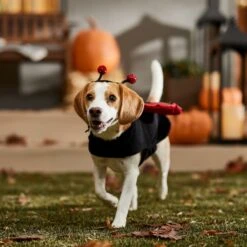 Frisco Glittered Ladybug Dog & Cat Costume -Pet Supplies Discount Store 708254 PT7. AC SS1800 V1689354959