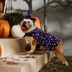 Frisco Cosmic Witch Dog & Cat Costume -Pet Supplies Discount Store 708982 PT7. AC SS1800 V1689350987