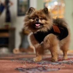 Frisco Light Weight Leopard Print Lined Fleece Dog & Cat Vest -Pet Supplies Discount Store 720694 PT7. AC SS1800 V1692378099