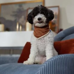 Frisco Reversible Cozy Knit Faux Fur Dog & Cat Pullover Bandana -Pet Supplies Discount Store 733918 PT6. AC SS1800 V1692378160