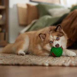 Frisco Holiday Fetch Squeaky Tennis Ball With Rubber Sleeve Dog Toy 9 Frisco Holiday Fetch Squeaky Tennis Ball With Rubber Sleeve Dog Toy -Pet Supplies Discount Store 739686 PT3. AC SS1800 V1694812401