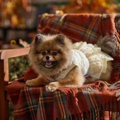 Frisco Medium Weight Quilted Ruffle Tiered Dog & Cat Dress -Pet Supplies Discount Store 744262 PT7. AC SS1800 V1693401666