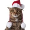 Frisco Chunky Knit Santa Dog & Cat Hat -Pet Supplies Discount Store 744878 MAIN. AC SS1800 V1694812847