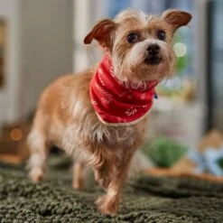 Frisco Reversible Candy Cane Cozy Knit Faux Fur Dog & Cat Pullover Bandana, 1 Count -Pet Supplies Discount Store 745294 PT6. AC SS1800 V1694794121