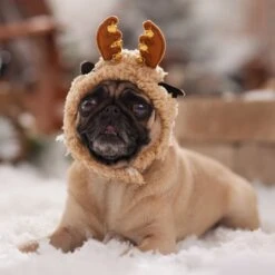 Frisco Sherpa Reindeer Dog & Cat Hat With Bells 14 Frisco Sherpa Reindeer Dog & Cat Hat With Bells -Pet Supplies Discount Store 745646 PT5. AC SS1800 V1694795597