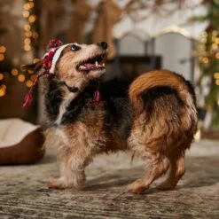 Frisco Nordic Pawprint Dog & Cat Hat -Pet Supplies Discount Store 746782 PT5. AC SS1800 V1694799891