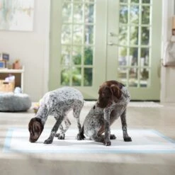 Frisco Mega Non-Skid Ultra Premium Dog Training & Potty Pads -Pet Supplies Discount Store 793822 PT6. AC SS1800 V1683033862