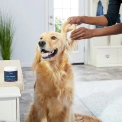 Zymox Ear Infection Solution With .5% Hydrocortisone For Dogs & Cats, 1.25-oz Bottle & Frisco Ear Wipes For Dogs, 100 Count -Pet Supplies Discount Store 808334 PT7. AC SS1800 V1679065297