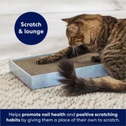 Frisco Double-Wide Cat Scratcher Toy Refill With Catnip, 2 Count & Frisco Double-Wide Cat Scratcher Toy With Catnip -Pet Supplies Discount Store 933566 PT7. AC SS1800 V1692304490