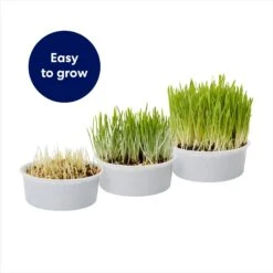 Frisco Natural Cat Grass Growing Kit 13 Frisco Natural Cat Grass Growing Kit -Pet Supplies Discount Store 944102 PT4. AC SS1800 V1701364932